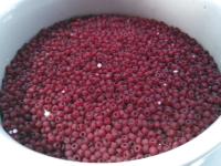 11/0 Charlotte Cut Beads Frosted Garnet 10/20/50/250/500 vintage findings, embroidery materials, craft supply, premium beads, embroidery